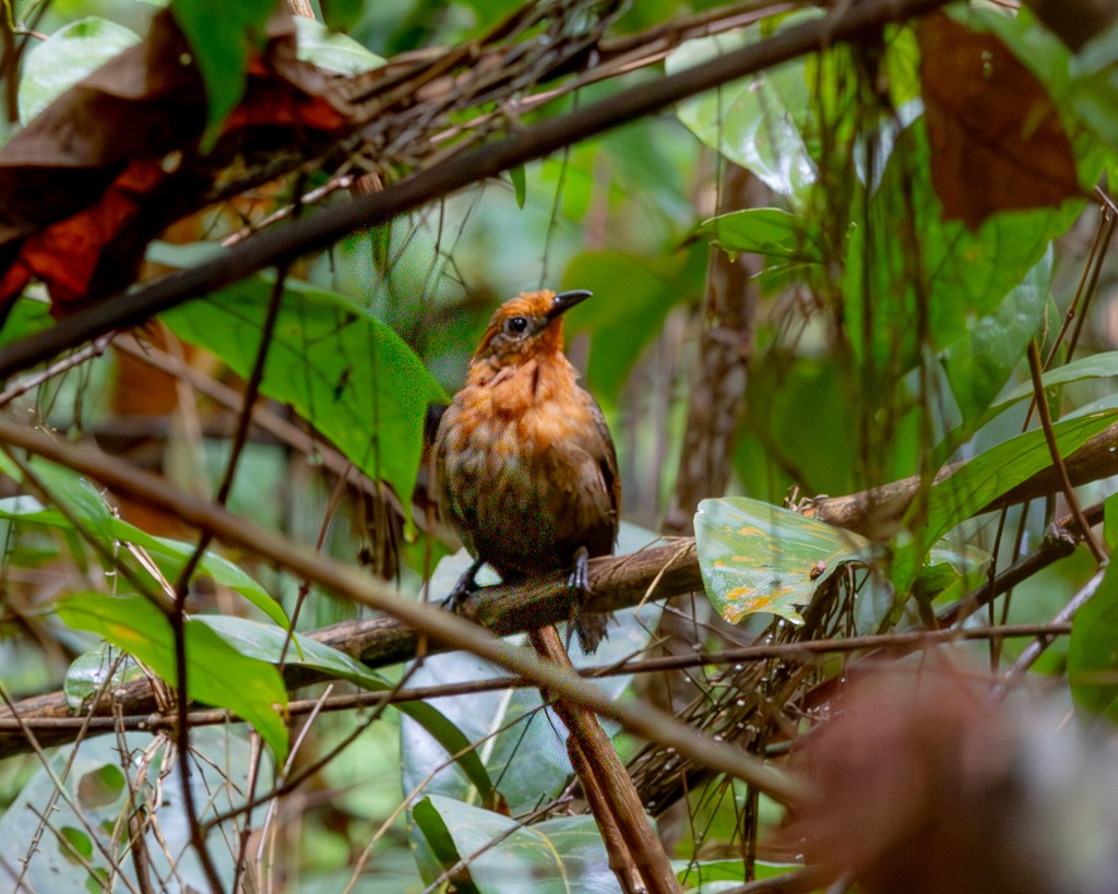 Musician Wren - ML645703463