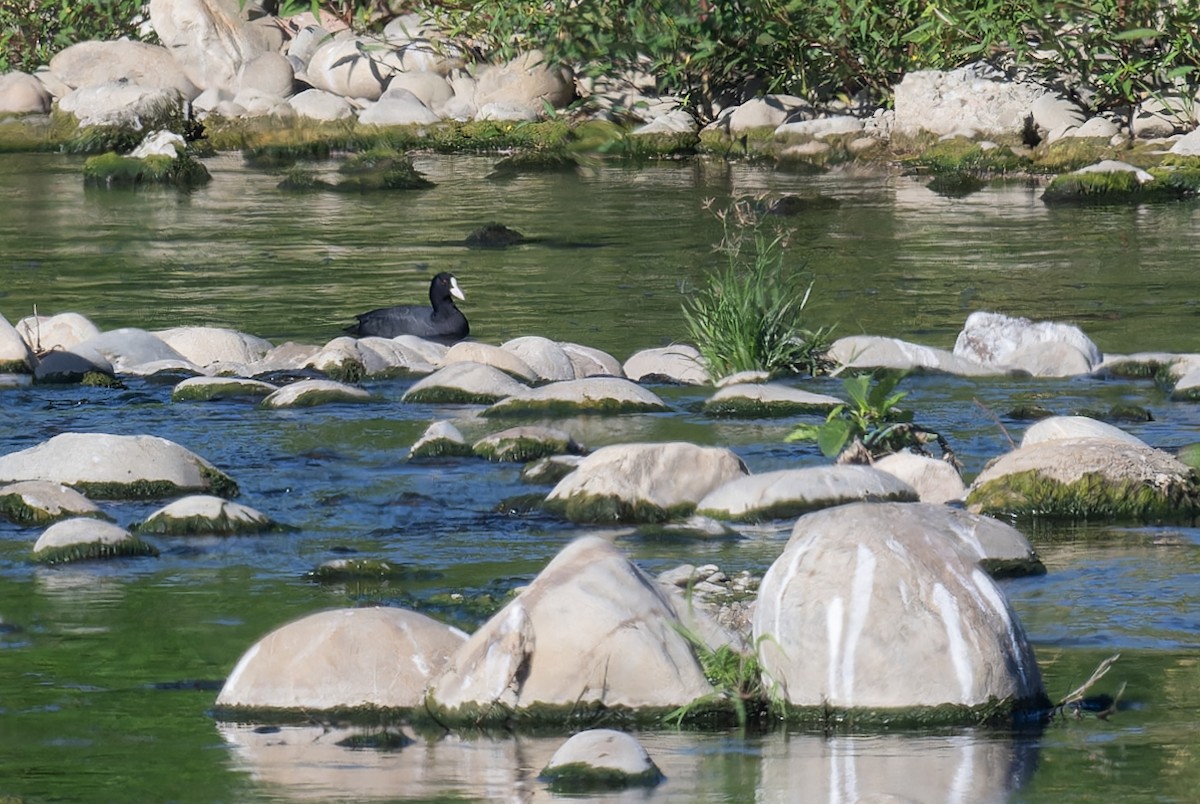 Eurasian Coot - ML645703470