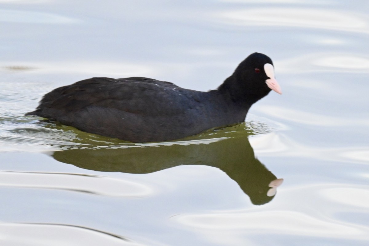 Eurasian Coot - ML645703477