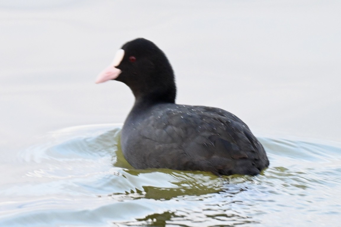 Eurasian Coot - ML645703478