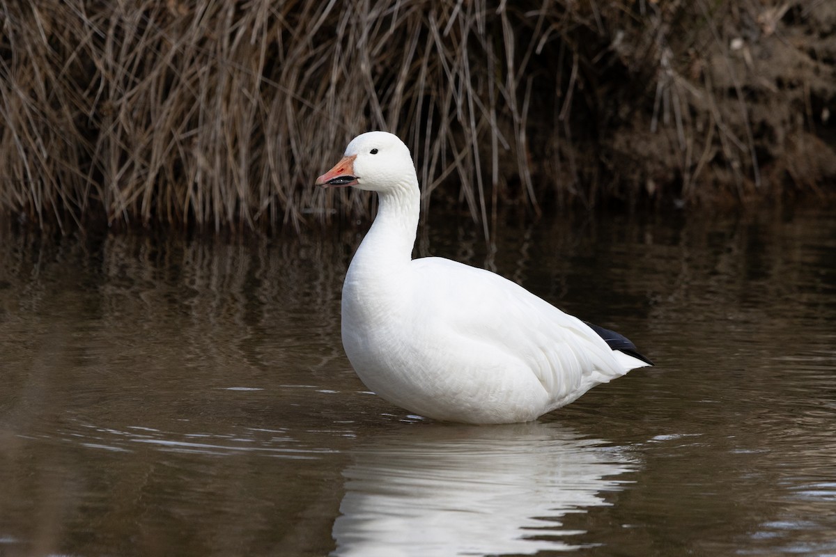 Snow Goose - ML645703479