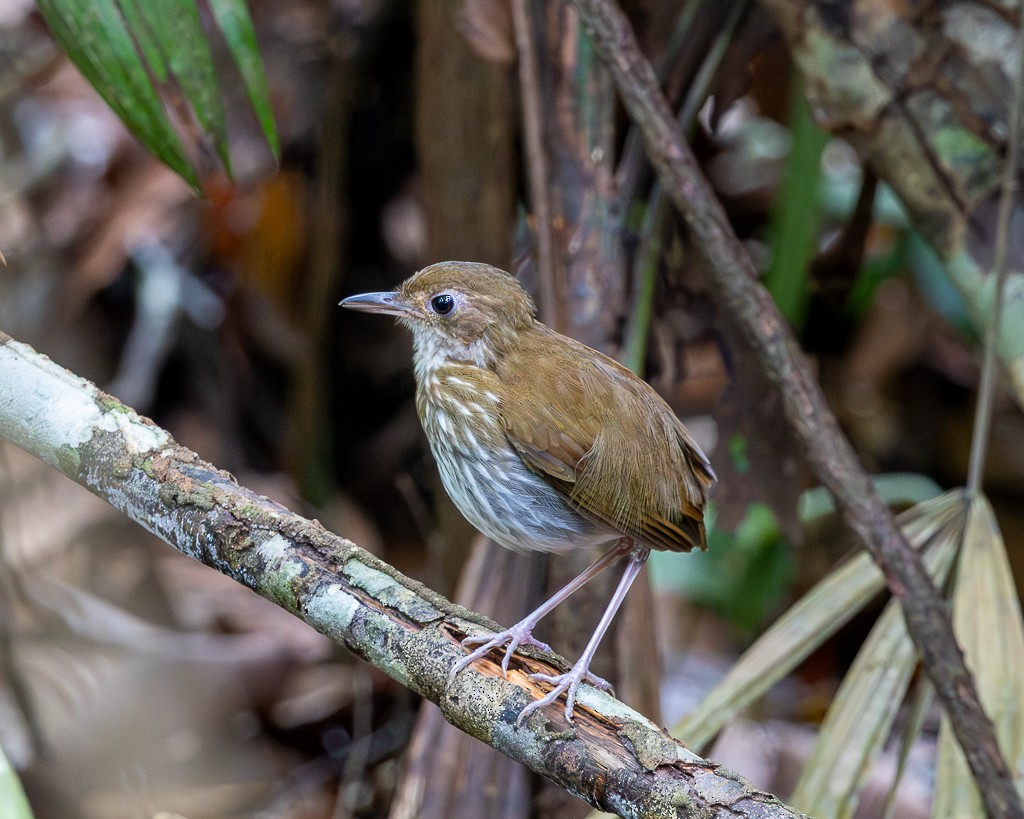 Thrush-like Antpitta - ML645703480