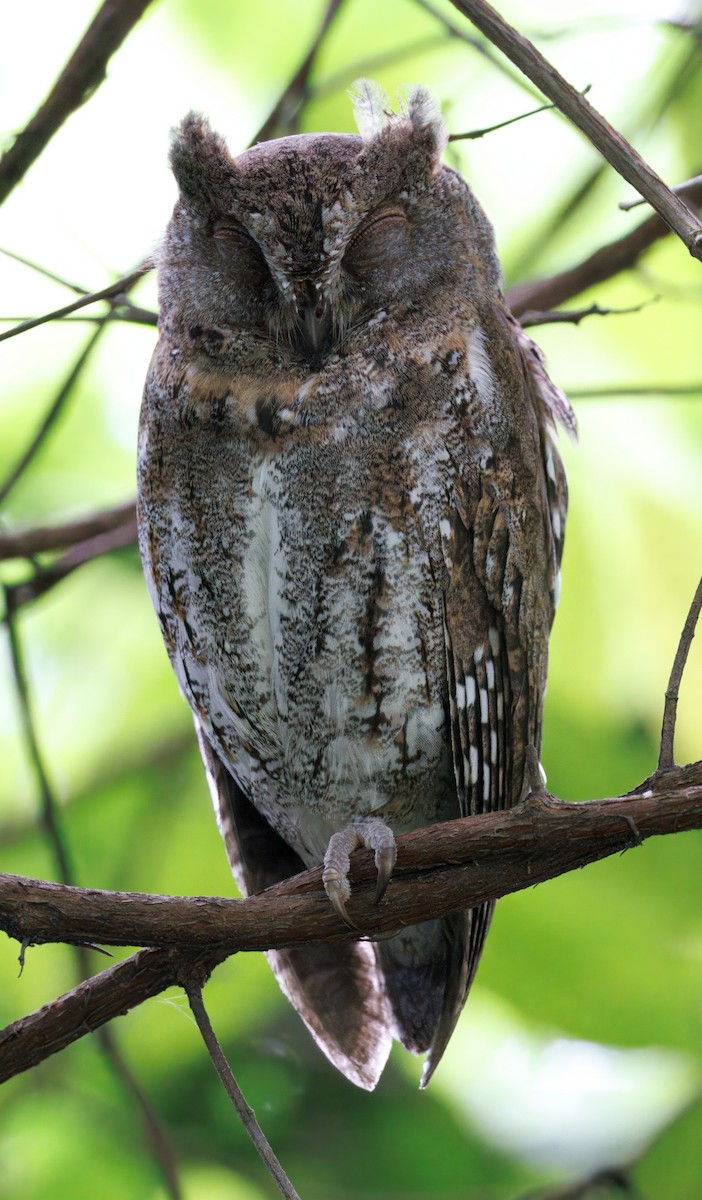 Oriental Scops-Owl - ML645703481