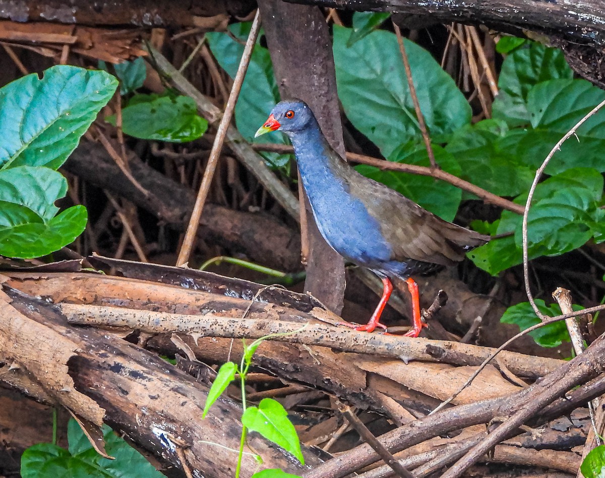 Paint-billed Crake - ML645703482