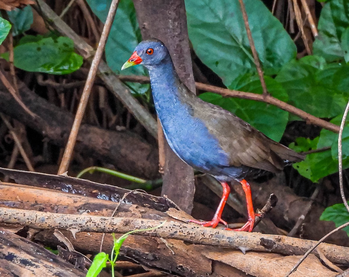 Paint-billed Crake - ML645703483