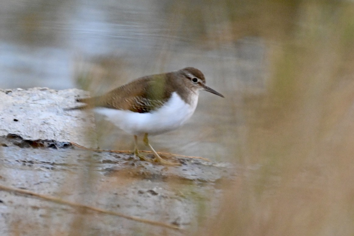 Common Sandpiper - ML645703485
