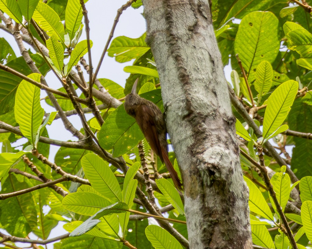 Inambari Woodcreeper - ML645703486