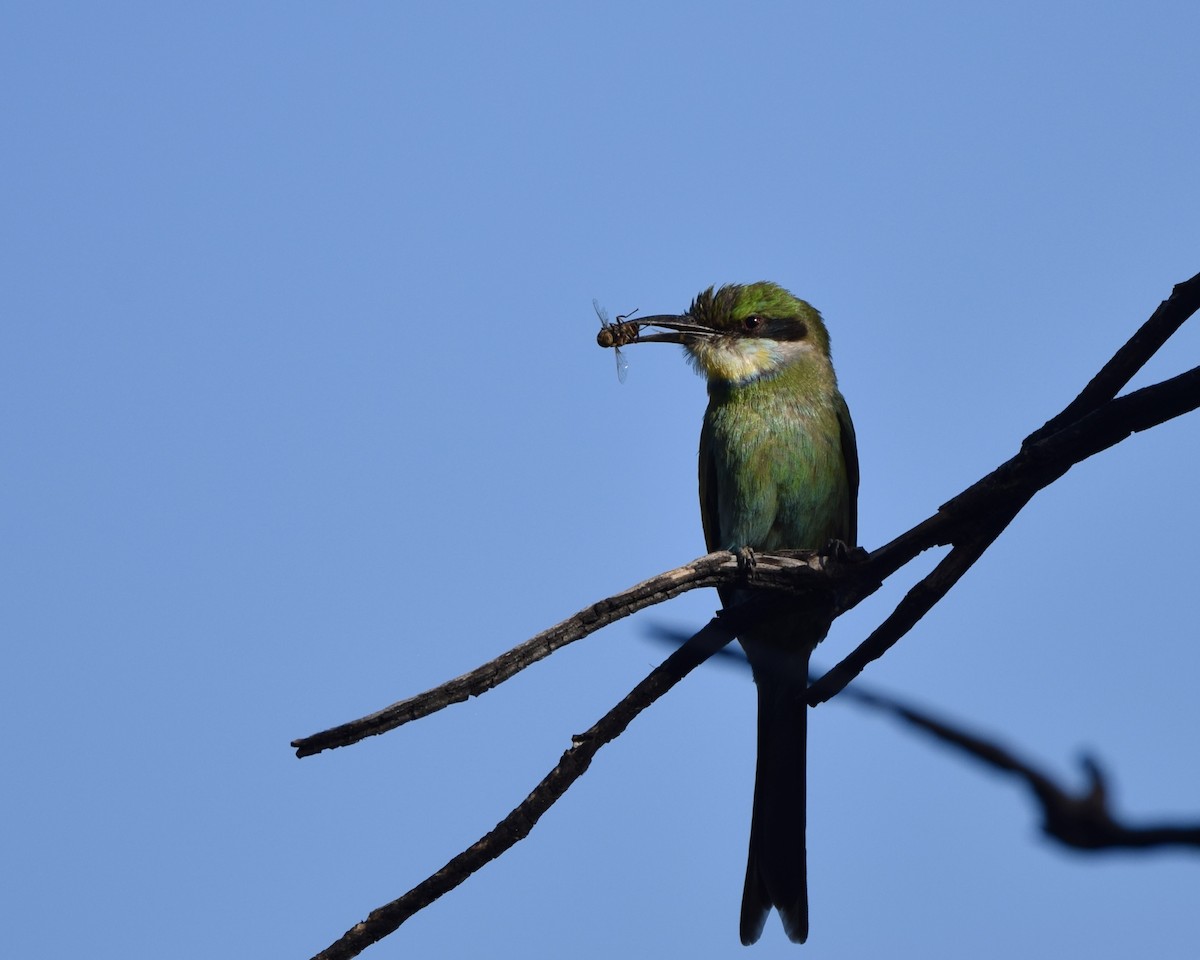 Swallow-tailed Bee-eater - ML645703487