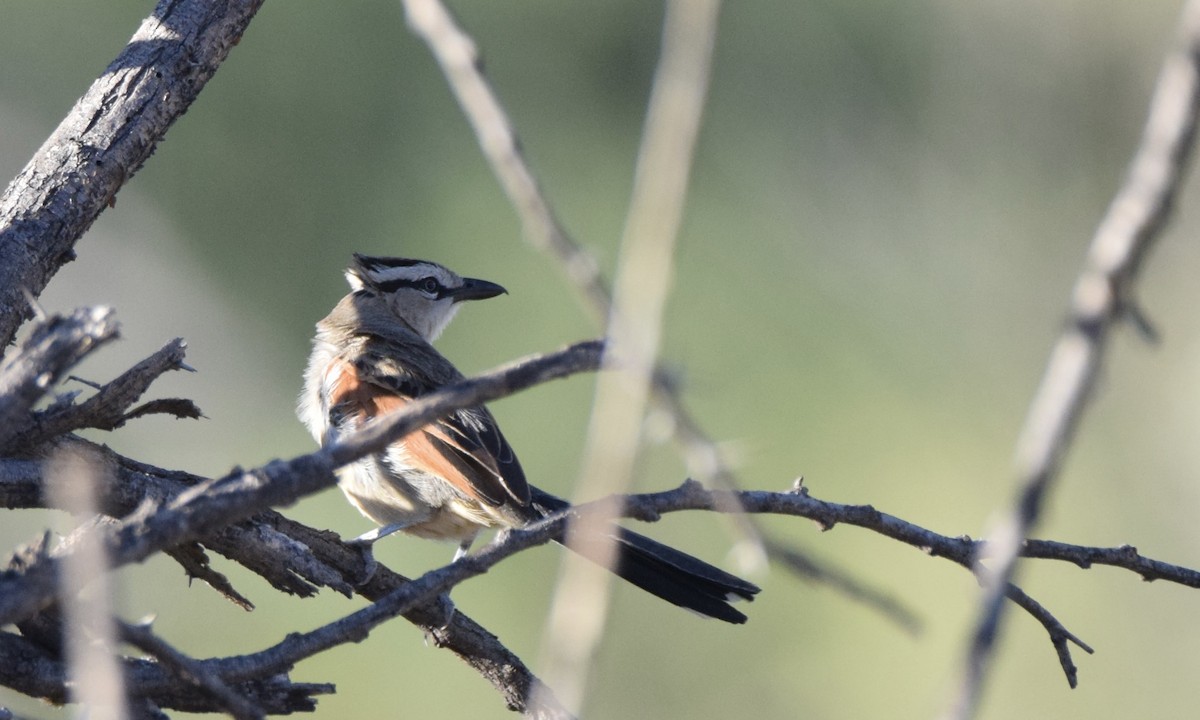 Brown-crowned Tchagra - ML645703488