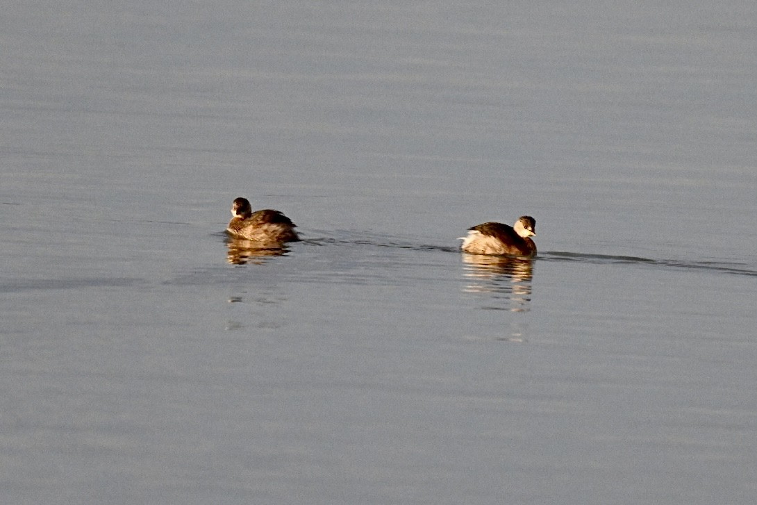 Little Grebe - ML645703489
