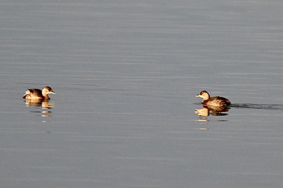 Little Grebe - ML645703490