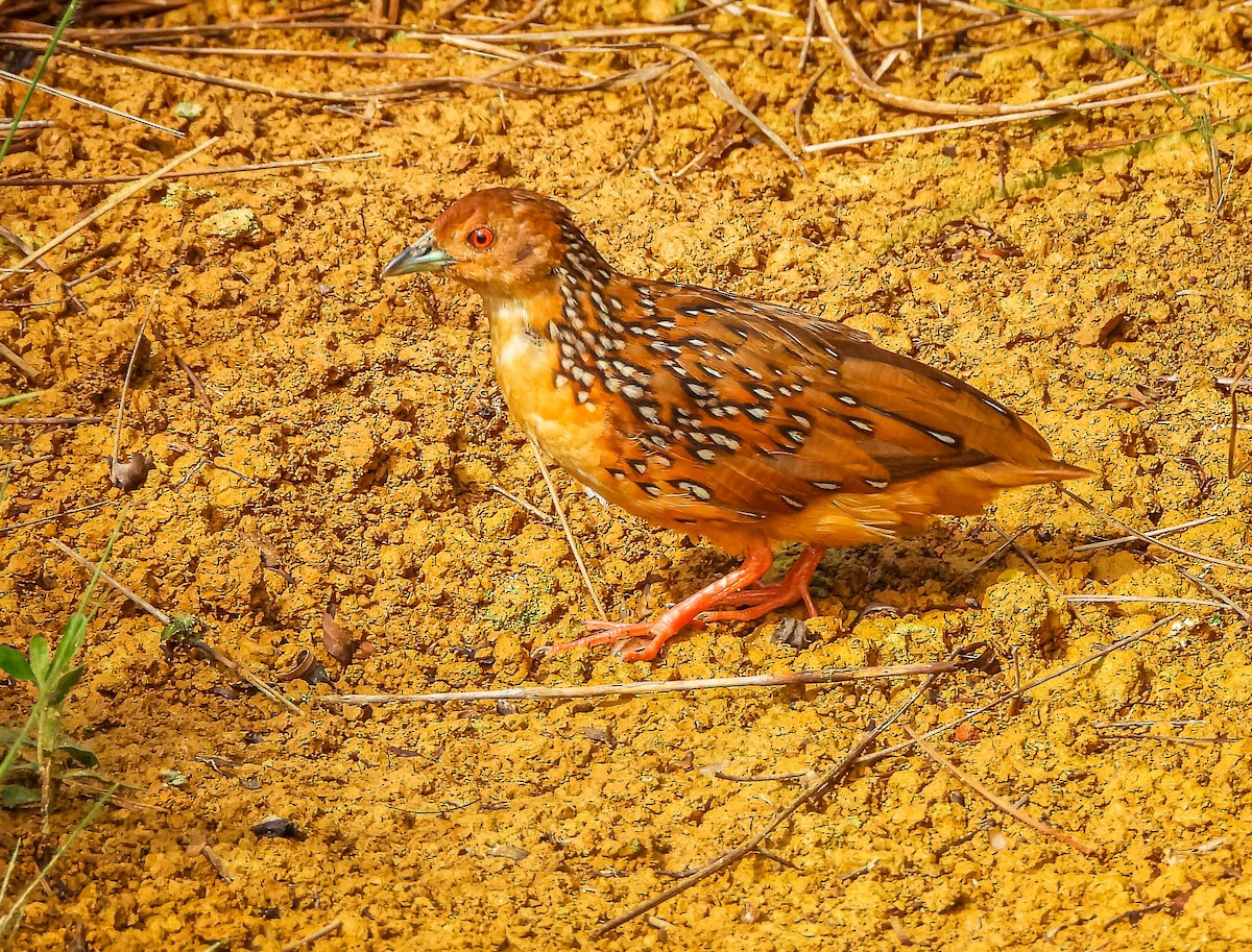 Ocellated Crake - ML645703491