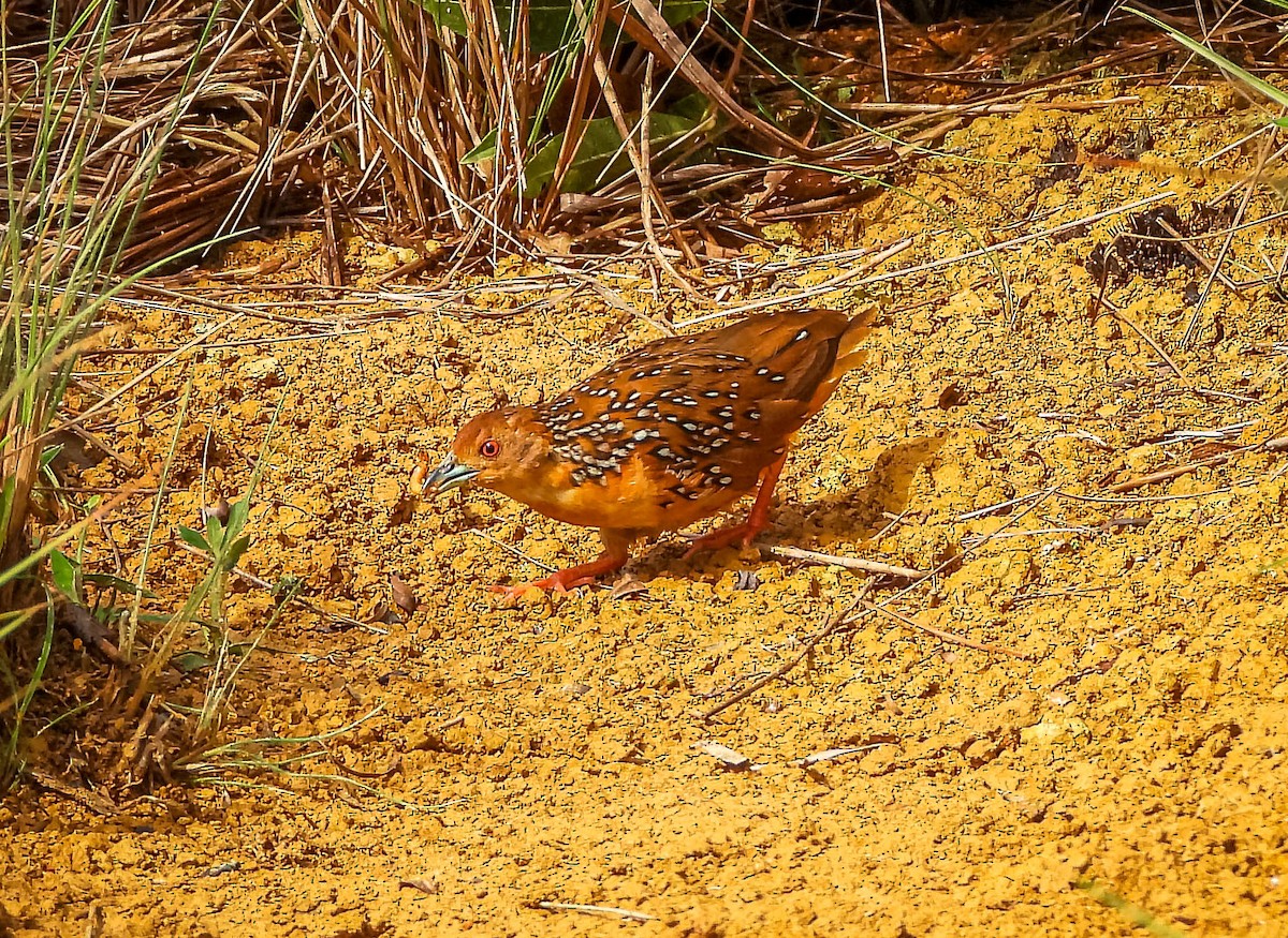 Ocellated Crake - ML645703492