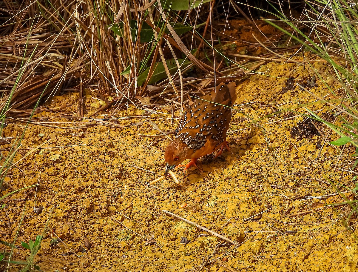 Ocellated Crake - ML645703493