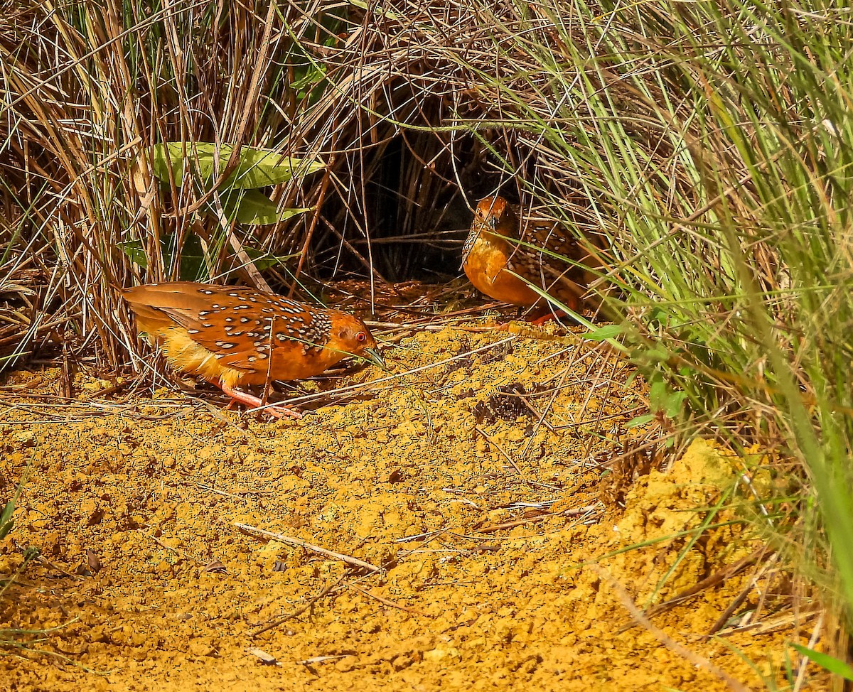 Ocellated Crake - ML645703494