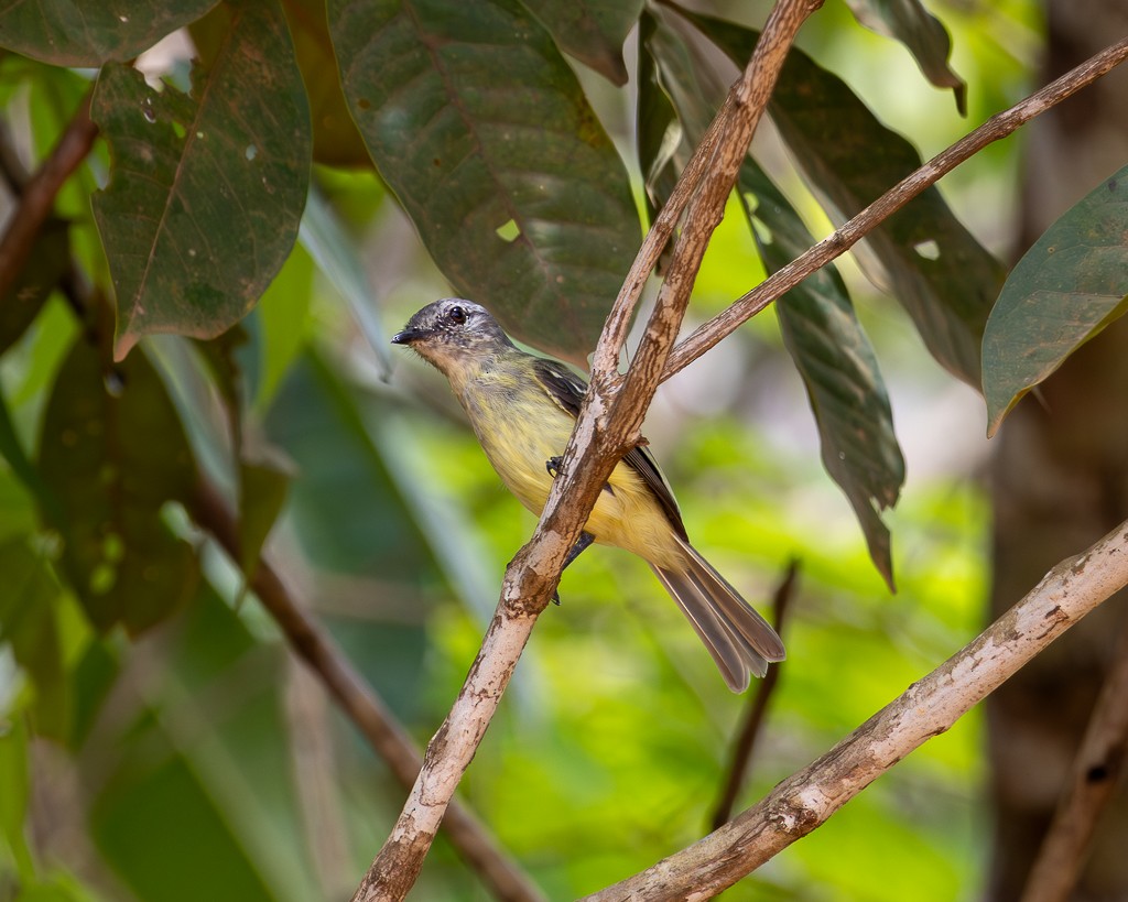 Forest Elaenia - ML645703495