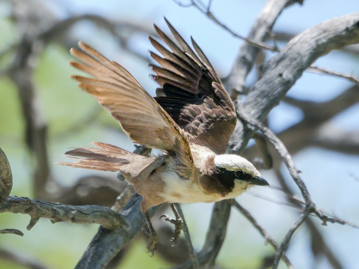 White-crowned Shrike - ML645703496