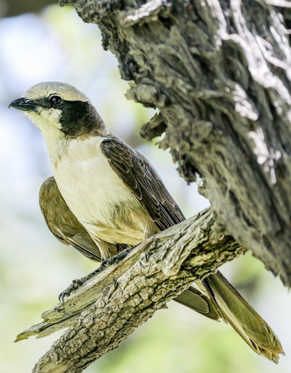 Ak Taçlı Örümcekkuşu - ML645703497