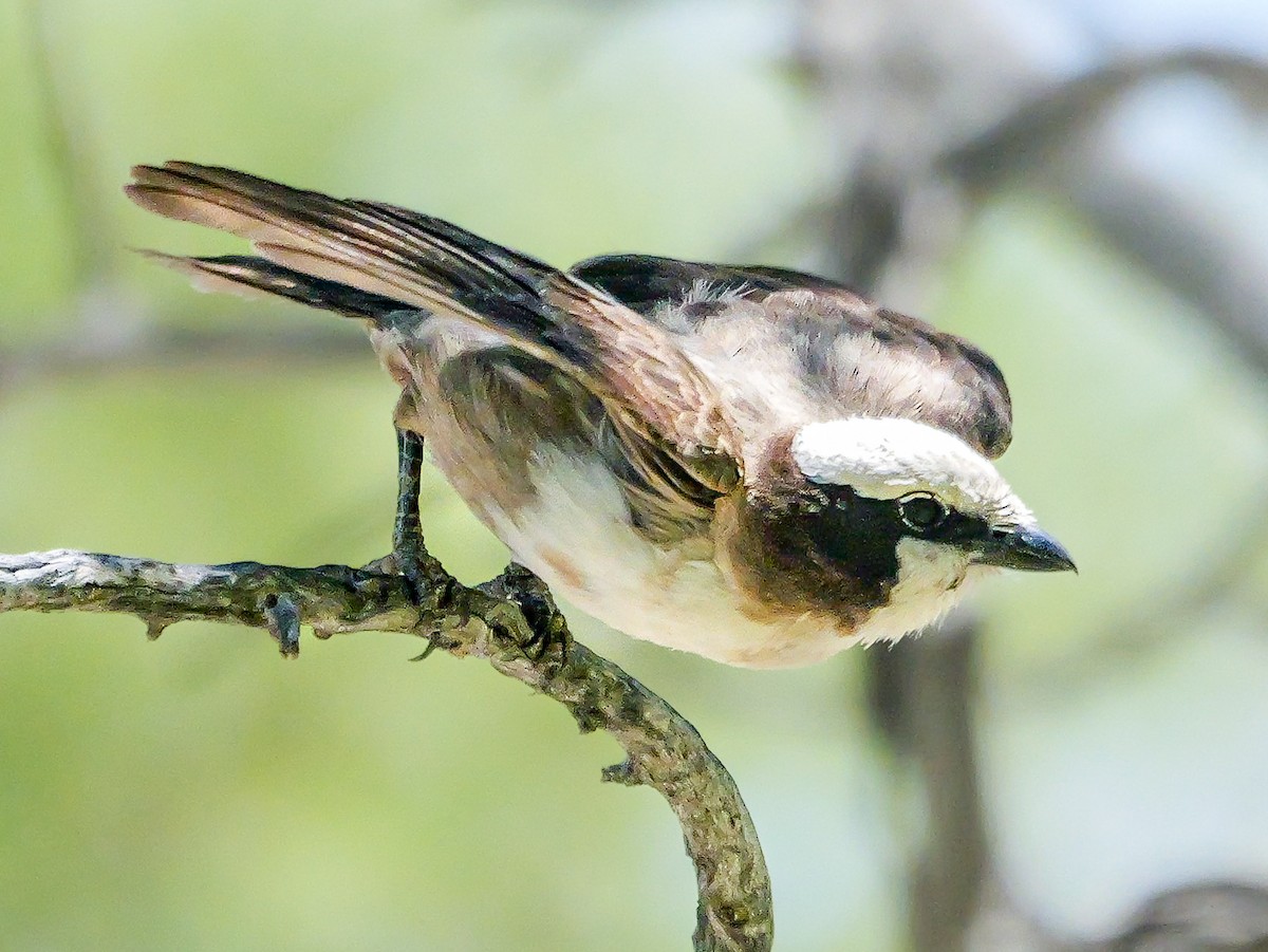White-crowned Shrike - ML645703498