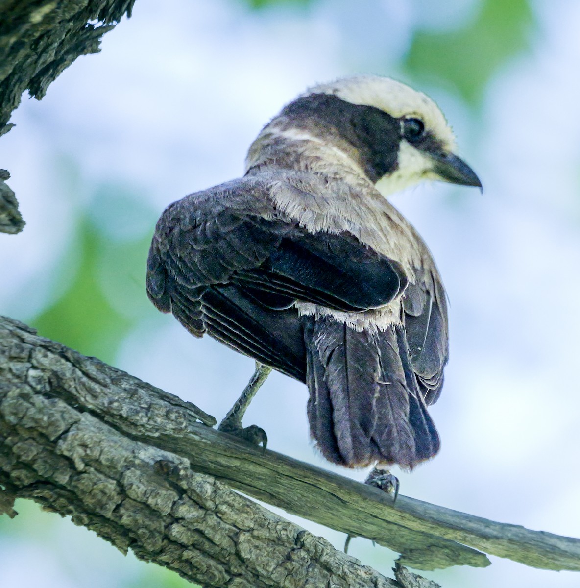 Ak Taçlı Örümcekkuşu - ML645703499