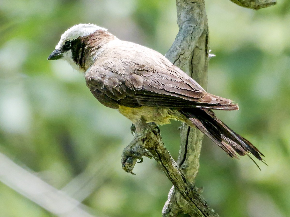 White-crowned Shrike - ML645703500