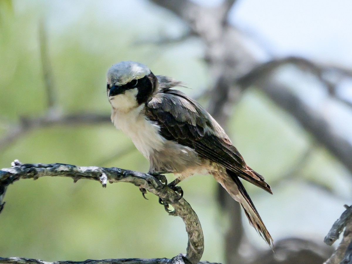 White-crowned Shrike - ML645703501