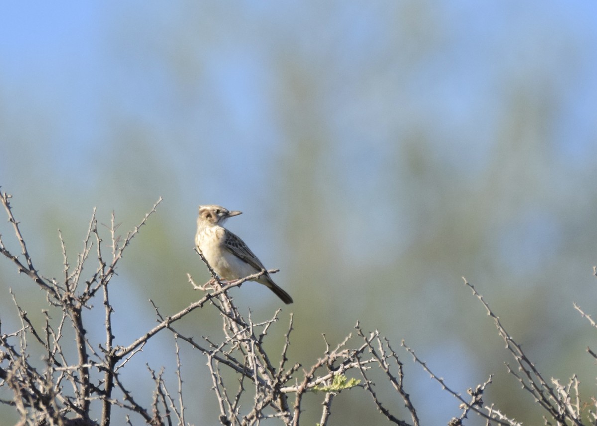 Sabota Lark - ML645703502