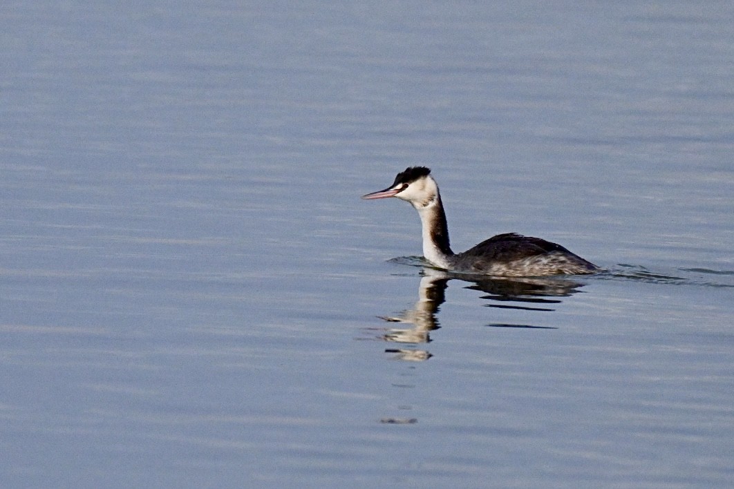 Great Crested Grebe - ML645703503