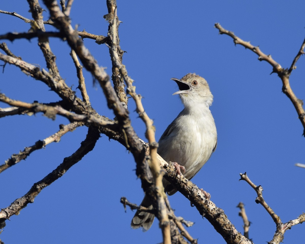 Rattling Cisticola - ML645703504