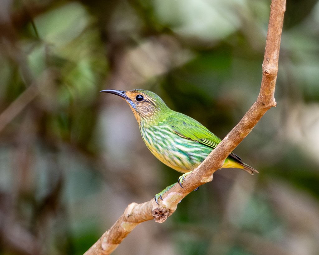 Purple Honeycreeper - ML645703505