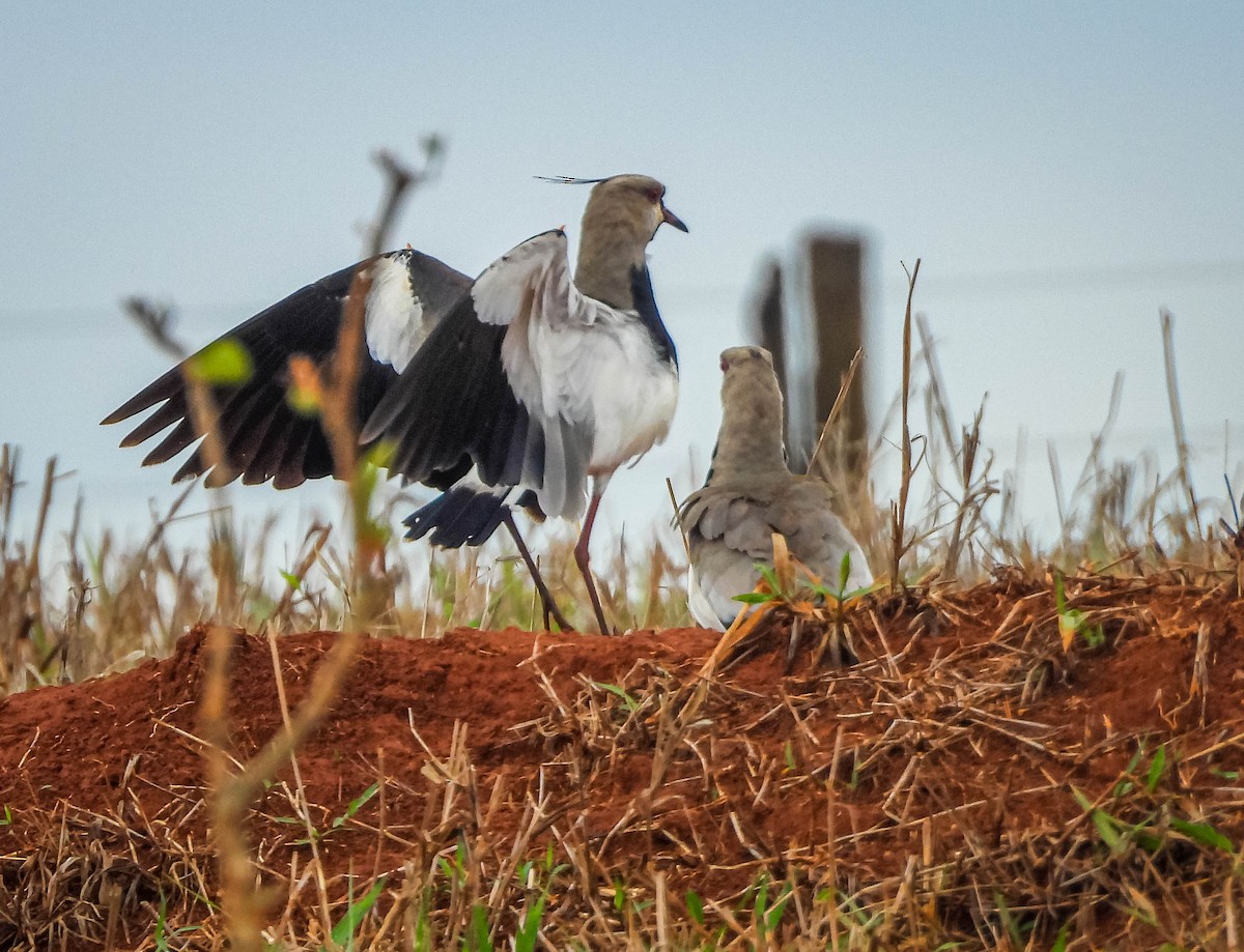 Southern Lapwing - ML645703506