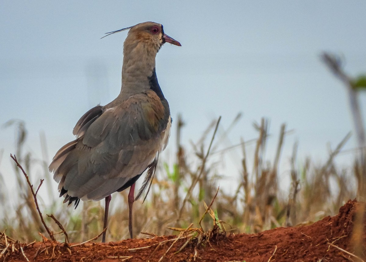 Southern Lapwing - ML645703507