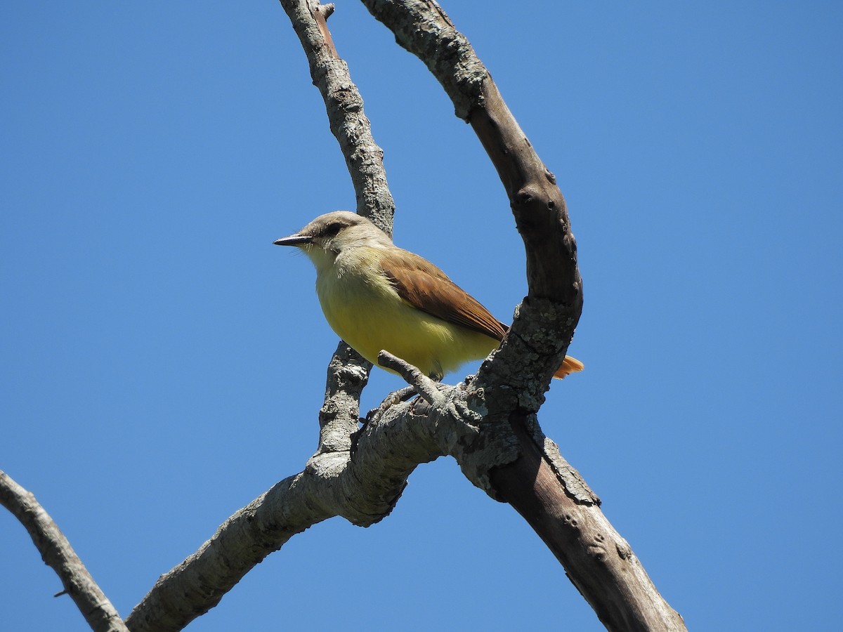 Cattle Tyrant - ML645703508