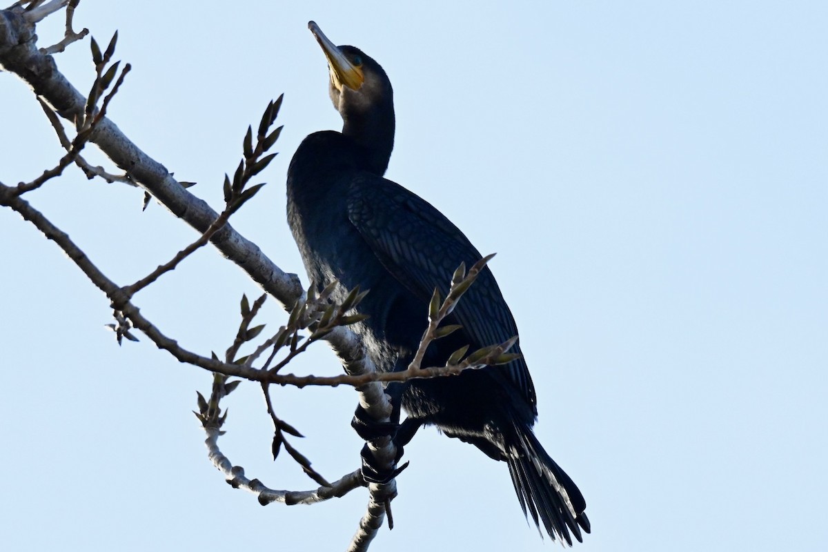 Great Cormorant - ML645703509
