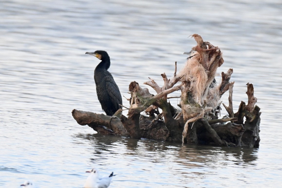 Great Cormorant - ML645703510