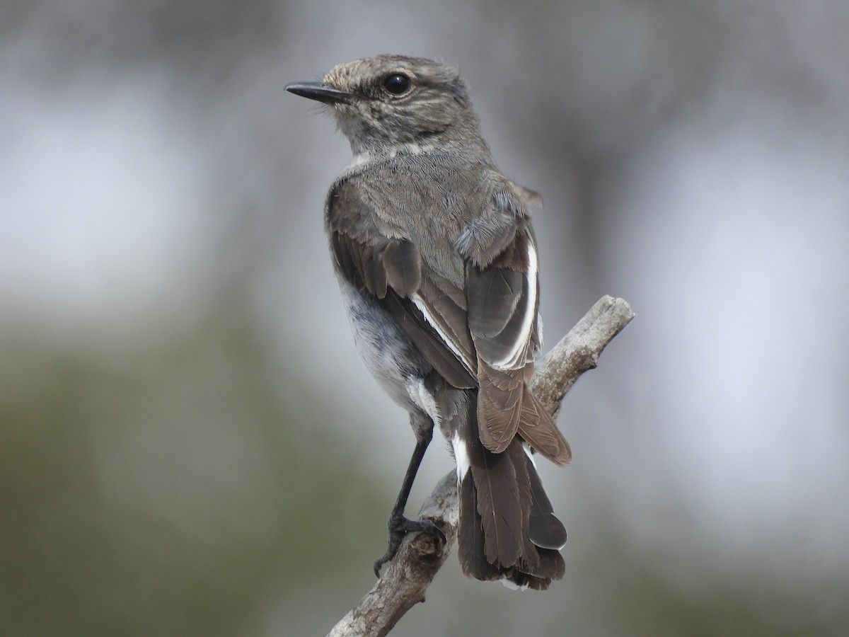 kutteflueskvett - ML645703516