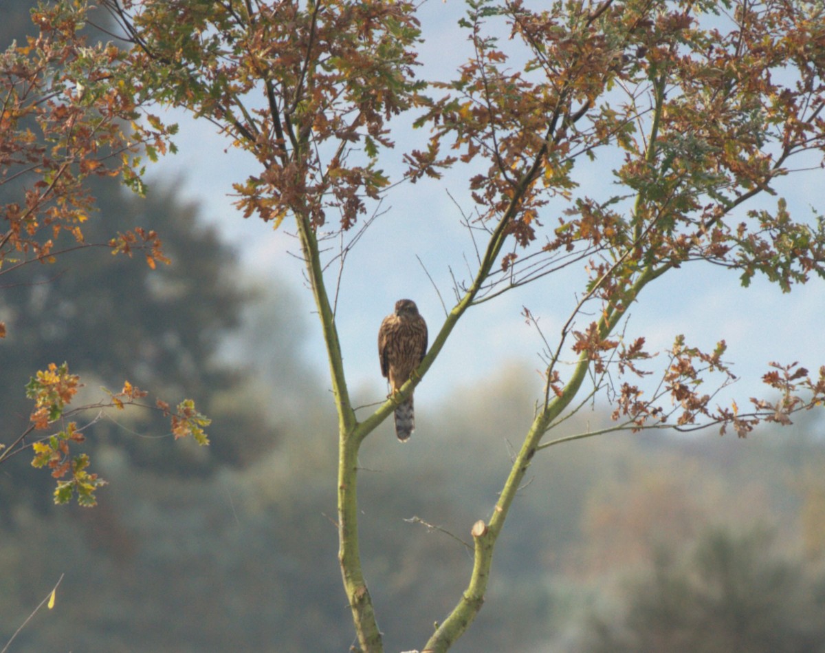 נץ גדול - ML645703520
