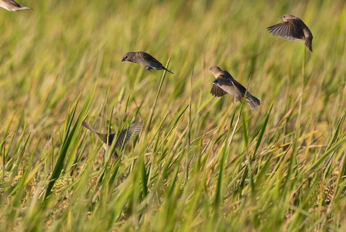 Scaly-breasted Munia (Scaled) - ML645703523