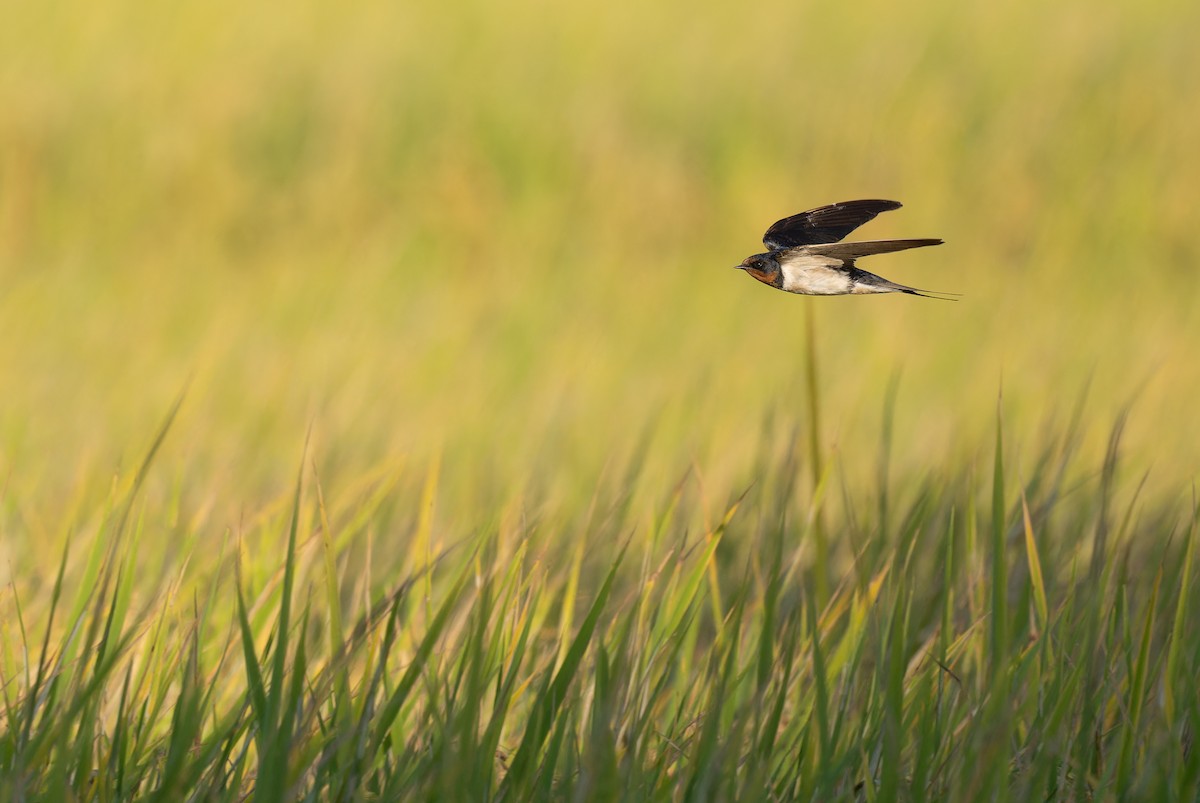 Barn Swallow - ML645703527