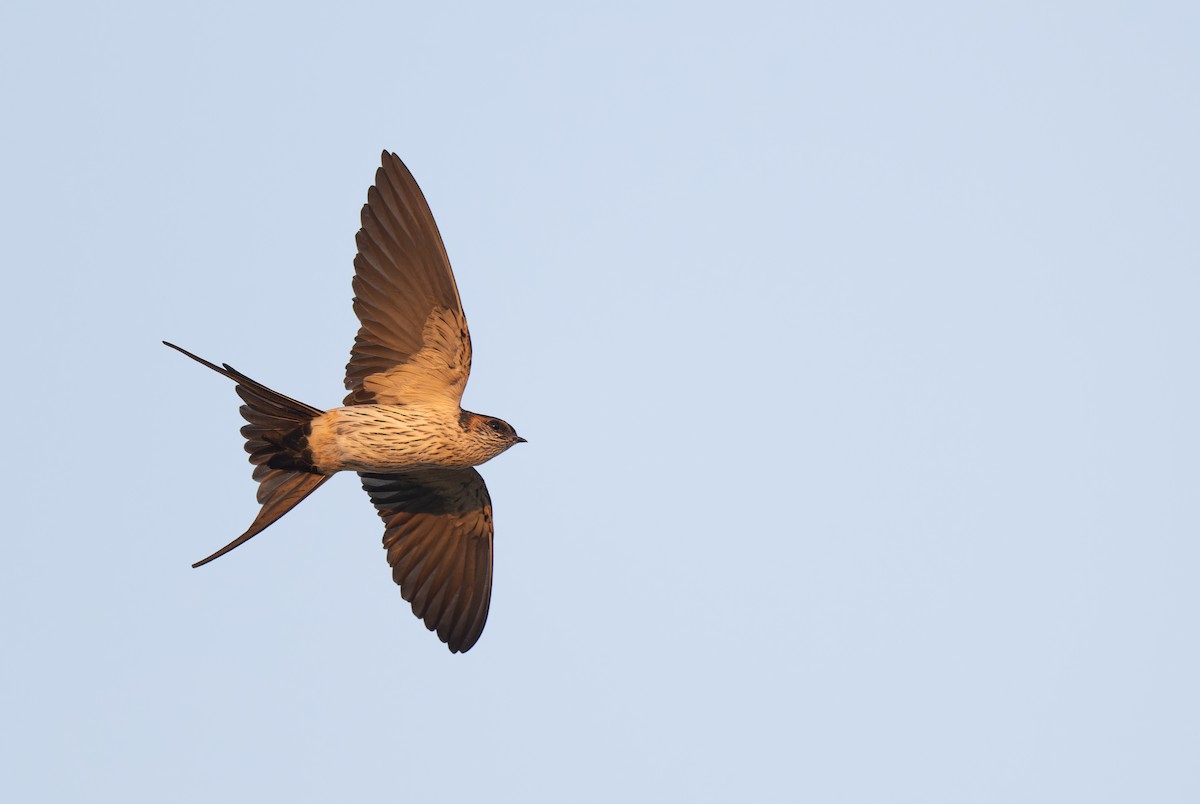Eastern Red-rumped Swallow (Striated) - ML645703529