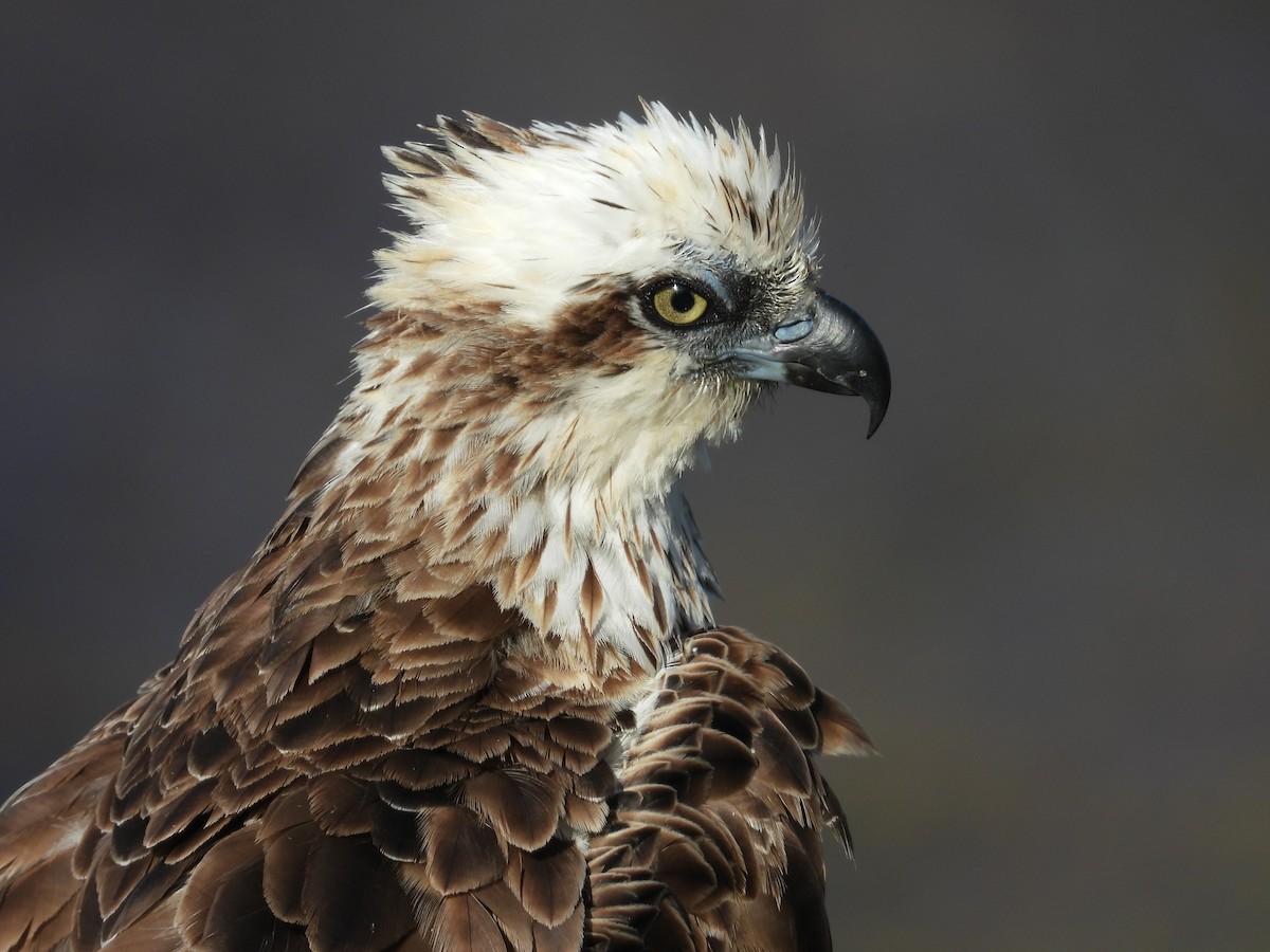 Arrano arrantzalea - ML645703536