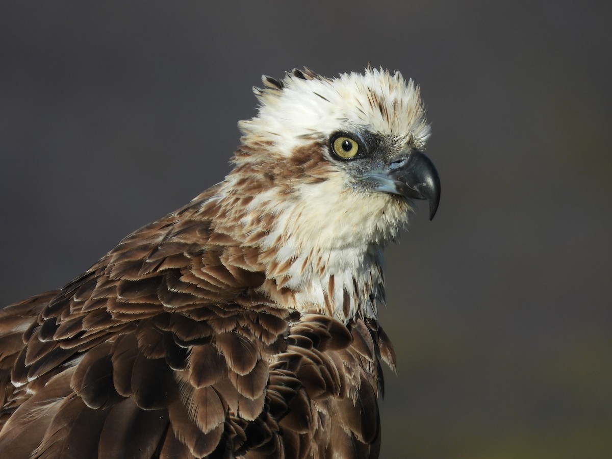 Arrano arrantzalea - ML645703537