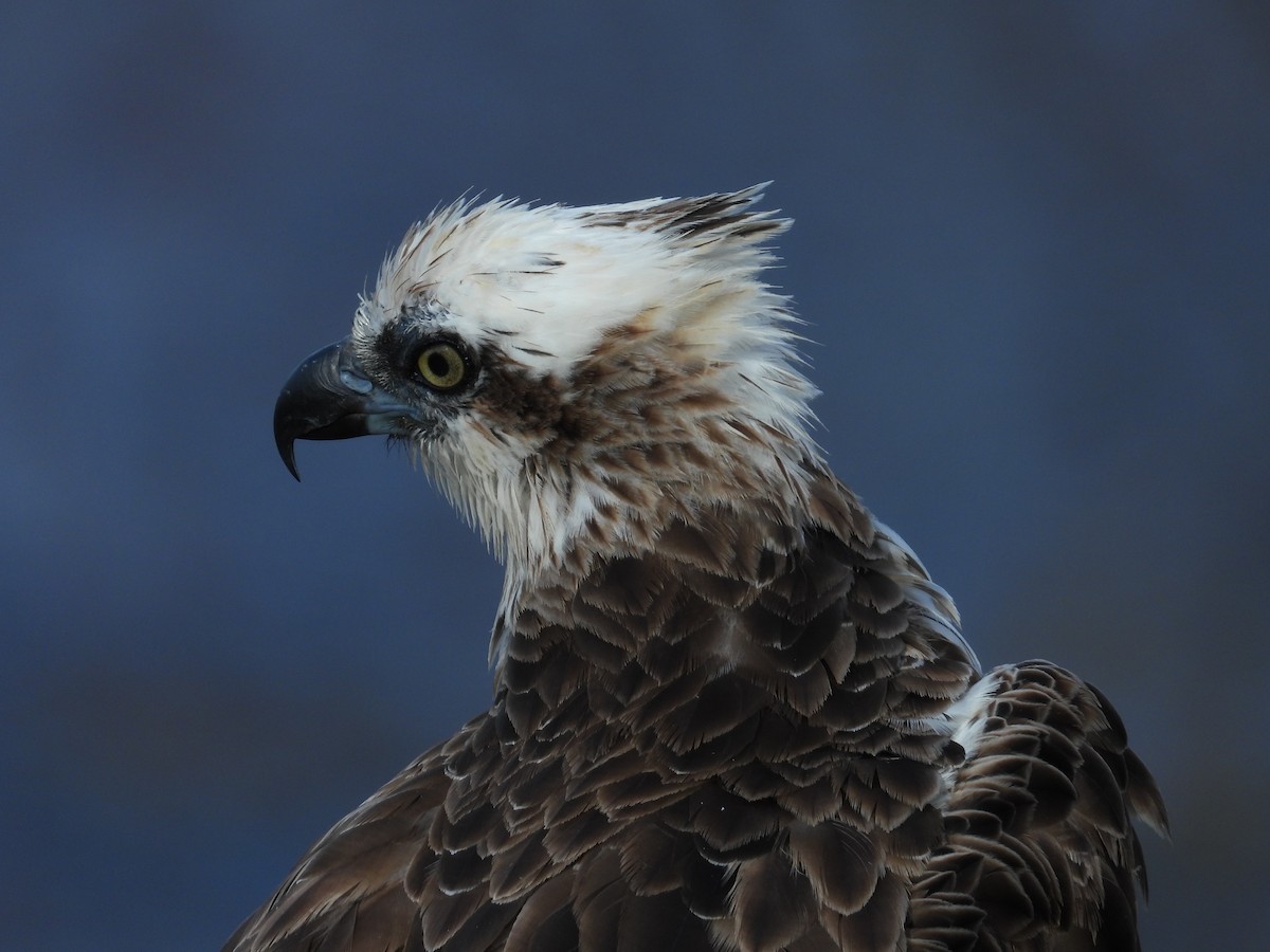 Arrano arrantzalea - ML645703538