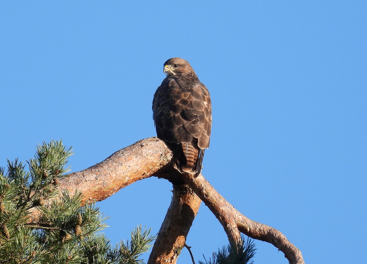 歐亞鵟 - ML645703547