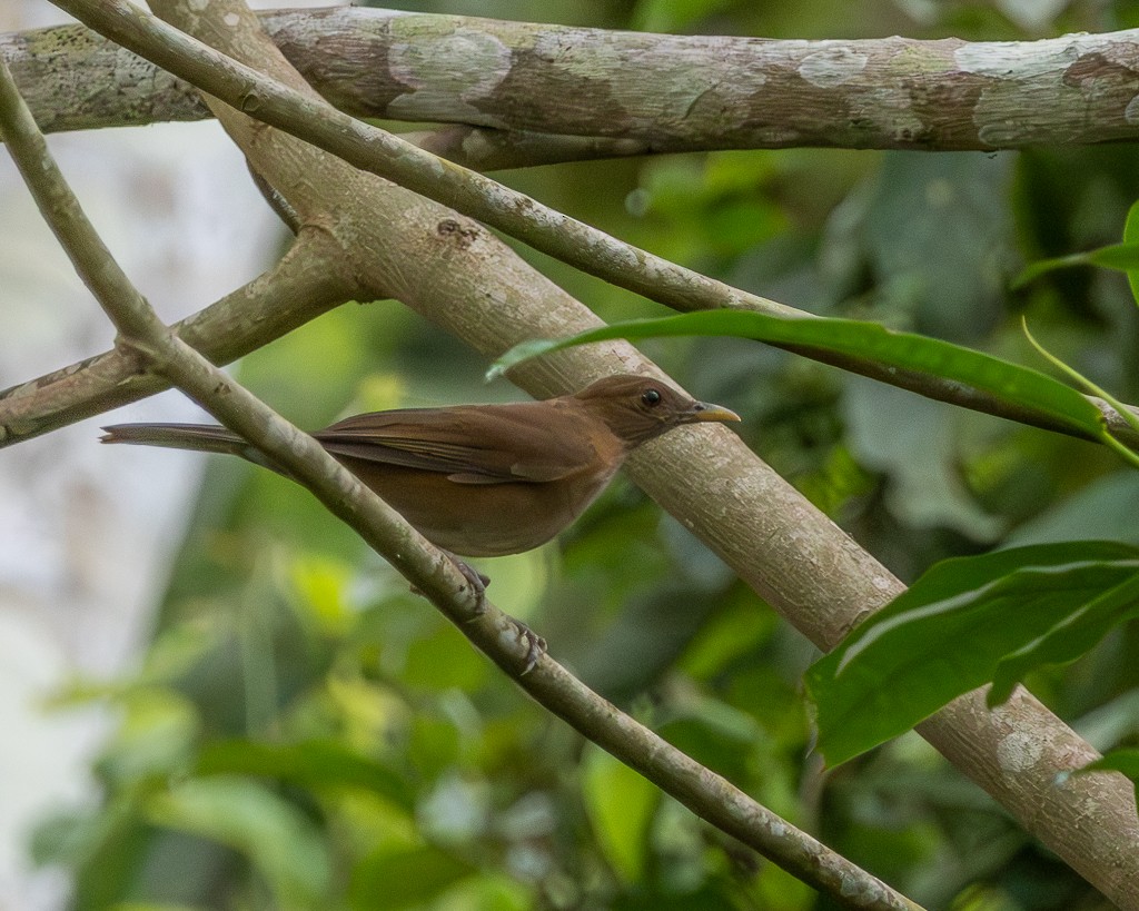 Varzea Thrush - ML645703551