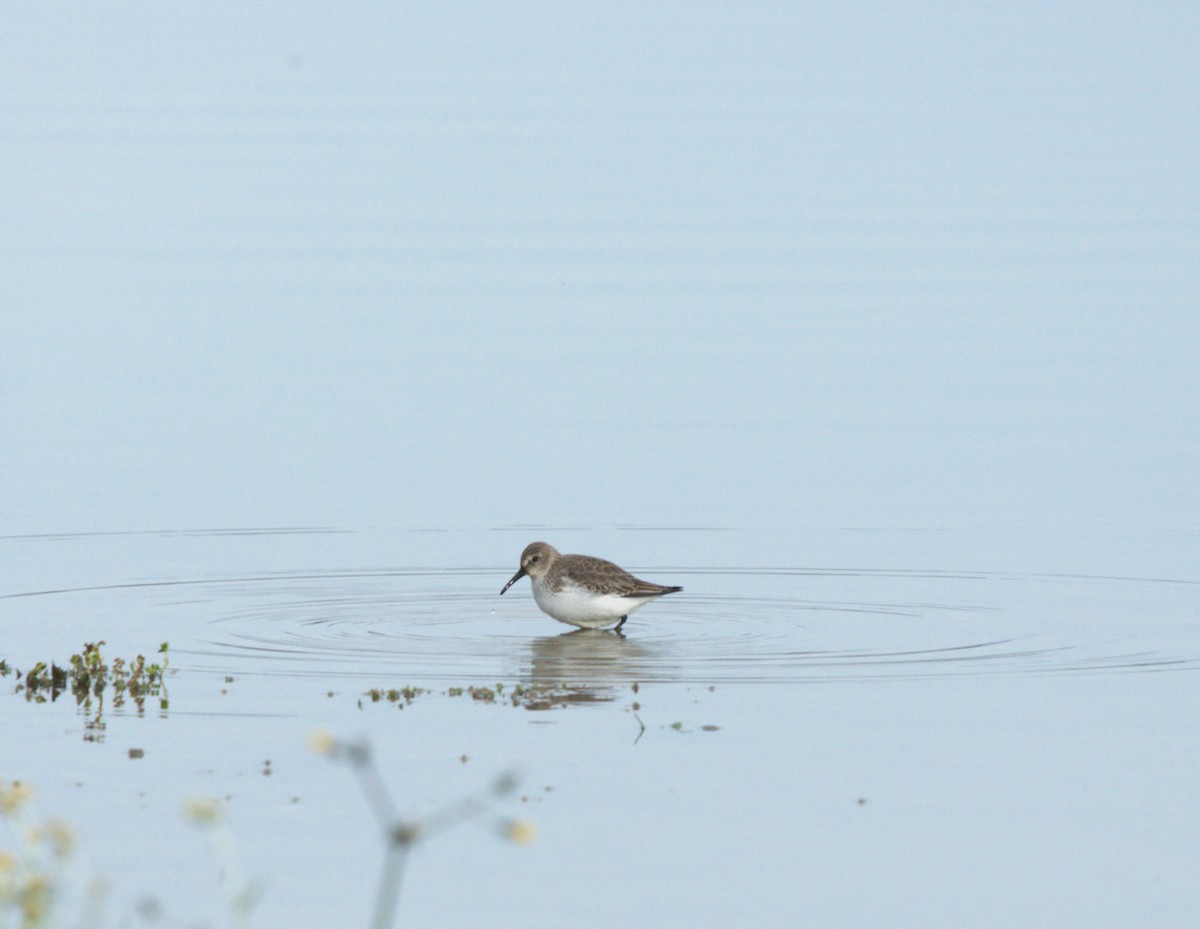 Txirri arrunta - ML645703552