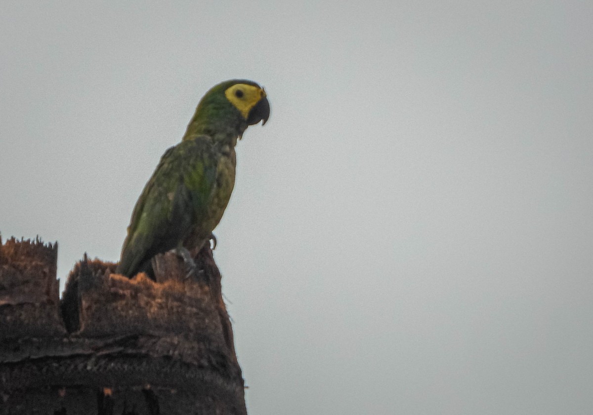Red-bellied Macaw - ML645703554