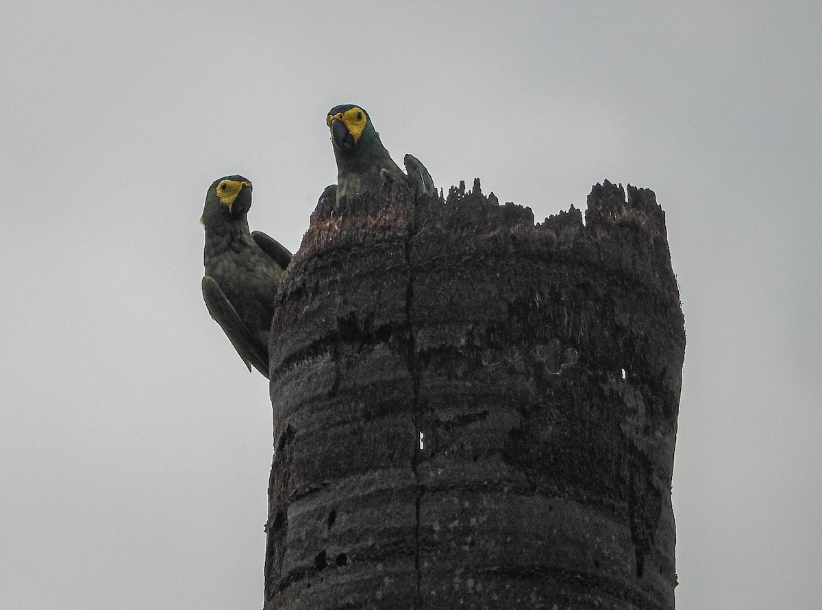 Red-bellied Macaw - ML645703555