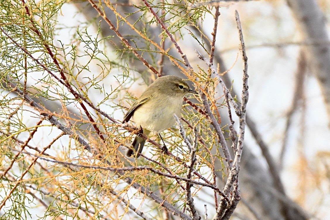 Txio arrunta - ML645703563