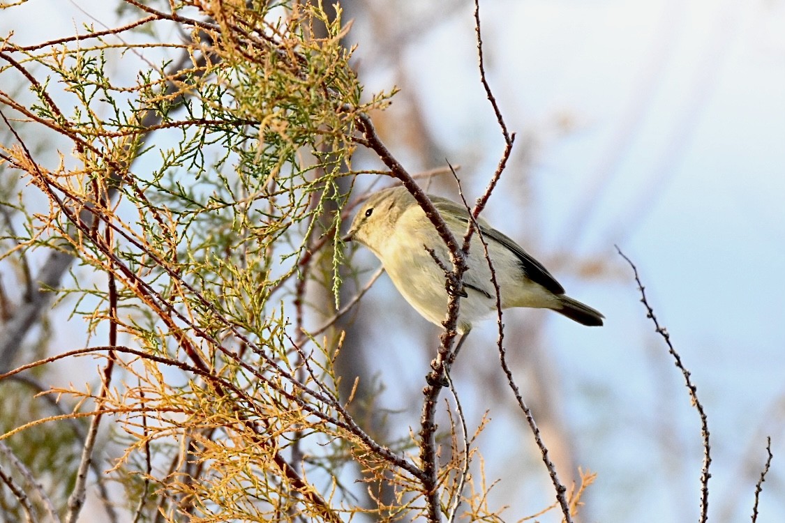 Txio arrunta - ML645703564